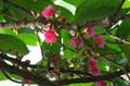 Malay rose apple ، jambu merah ، jambu bol  ، nakavika  ، Otaheite cashew ، pommerac  ، mountain app